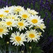 Leucanthemum 'Banana Cream' (3L pot) image