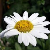 Leucanthemum 'Becky' (2L pot)