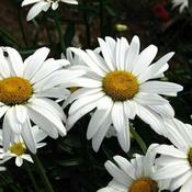 Leucanthemum 'May Queen' (9cm pot) image
