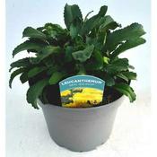 Leucanthemum 'Real Goldcup' (3L pot) image