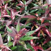 Leucothoe 'Burning Love' (3L pot) image
