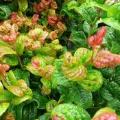 Leucothoe axillaris 'Curly Red' (15L pot)
