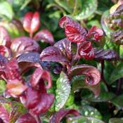 Leucothoe 'Curly Red' (3L pot)
