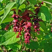 Leycesteria formosa (3L pot)