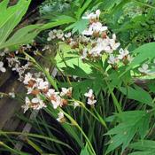 Libertia 'Grandiflora' (2L pot)
