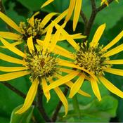 Ligularia 'Little Golden Ray' (3L pot) image