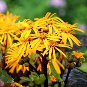Ligularia 'Pandora' (2L pot) image
