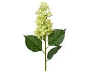 Lime green Hydrangea spray on stem