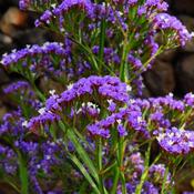 Limonium 'Salt Lake' (3L pot) image