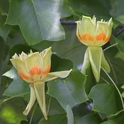Liriodendron 'Tulipifera' (12L pot) image