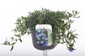 Lithodora diffusa 'Grace Ward' (13cm pot)