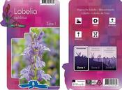 Lobelia siphilitica (9cm pot) image