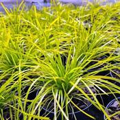 Lomandra 'Miners Gold' (2L pot)