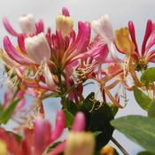 Lonicera 'Belgica' (3L pot)