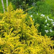 Lonicera 'Golden Glow' (3L pot)