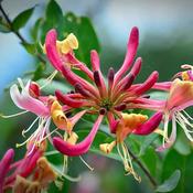 Lonicera 'Gold Flame' (3L pot) image