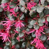Loropetalum chinensis Black Pearl (7.5L pot) image