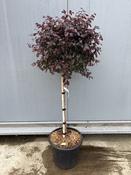 Loropetalum Chinense 'Black Pearl' Stem – 160cm (30L pot) image