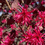 Loropetalum chinensis 'Rose in Black' (7.5L pot) image