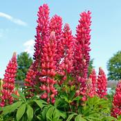 Lupin 'Gallery Red' (3L pot) image