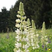 Lupin 'Gallery White' (3L pot) image