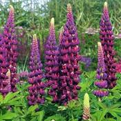 Lupinus 'Masterpiece' (2L pot) image