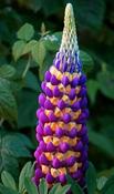 Lupinus West Country 'Magic Lantern' (10L pot) image