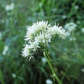 Luzula nivea (2L pot) image