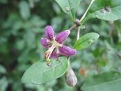 Lycium barbarum 'Little Goji' (3.4L pot)