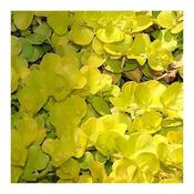 Lysimachia 'Aurea' (9cm pot) image