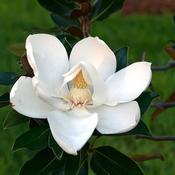 Magnolia 'Kay Parris' (20L pot) image
