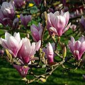 Magnolia soulangeana (180-200cm) (Rootball + pot) image