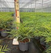 Mahonia eurybracteata 'Soft Caress'® (3L pot)