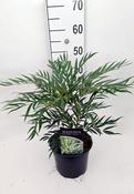 Mahonia 'Sweet Winter' (4L pot) image