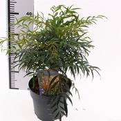 Mahonia eurybracteata 'Volcano' (3L pot) image