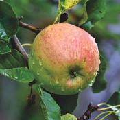 Malus 'Laxton's Superb' (10L pot)