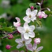 Malus 'Gorgeous' (10L pot) image