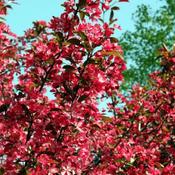 Malus Scarletta (10L pot) image