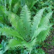 Matteuccia Struthioperis (2L pot) image