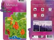 Mimulus cardinalis (9cm pot) image