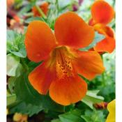 Mimulus 'Magic' (9cm pot)