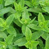 Mint 'Moroccan' (9cm pot)