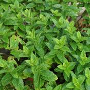 Mint, Moroccan (9cm pot) image