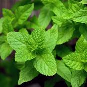 Mint 'Orange' (9cm pot) image