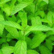 Mint 'Swiss Spearmint (9cm pot) image