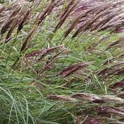 Miscanthus 'Red Chief' (10L pot)