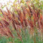 Miscanthus 'Red Chief' (3L pot)