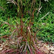 Miscanthus 'Ruby Cute' (3L pot) image