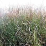 Miscanthus sinensis 'Kleine Fontäne' (4.6L pot)
