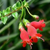 Mitraria coccinea (3L pot)